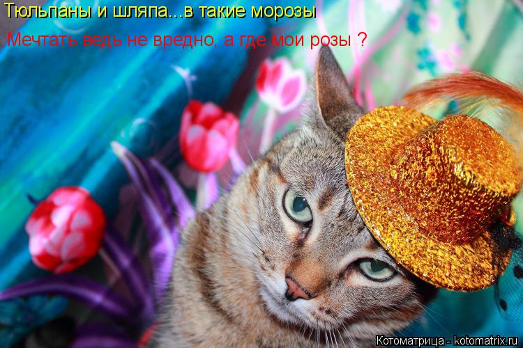 Тюльпаны и шляпа...в такие морозы Мечтать ведь не вредно, а где мои розы ?... Котоматрица: Тюльпаны и шляпа...в такие морозы Мечтать ведь не вредно, а где мои розы ?