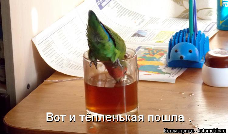 Котоматрица: Вот и тёпленькая пошла .