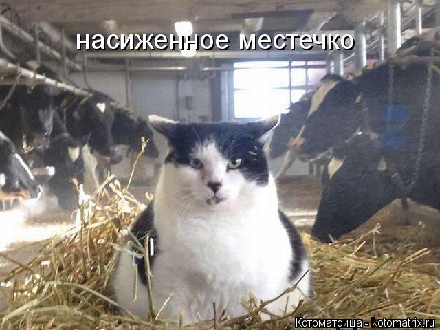 насиженное местечко... Котоматрица: насиженное местечко