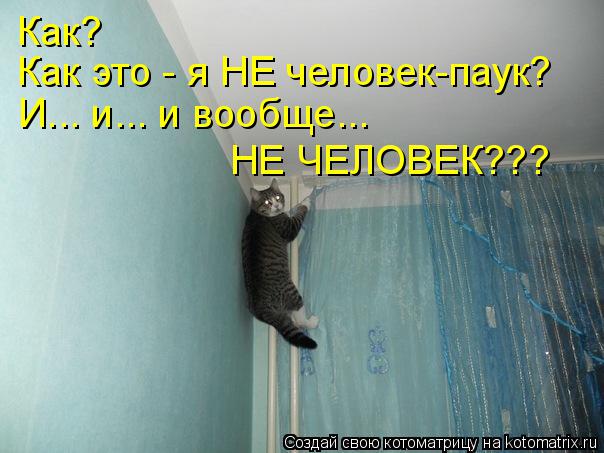 Как? Как это - я НЕ человек-паук? И... и... и вообще... НЕ ЧЕЛОВЕК???... Котоматрица: Как? Как это - я НЕ человек-паук? И... и... и вообще... НЕ ЧЕЛОВЕК???