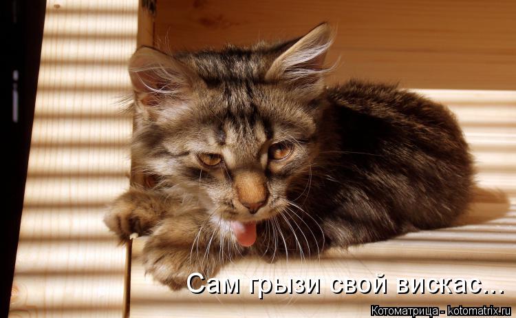 Котоматрица: Сам грызи свой вискас...