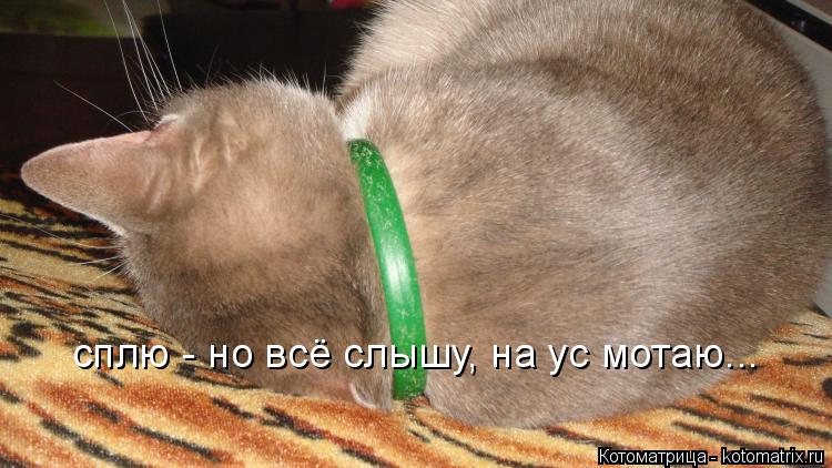 сплю - но всё слышу, на ус мотаю...... Котоматрица: сплю - но всё слышу, на ус мотаю...