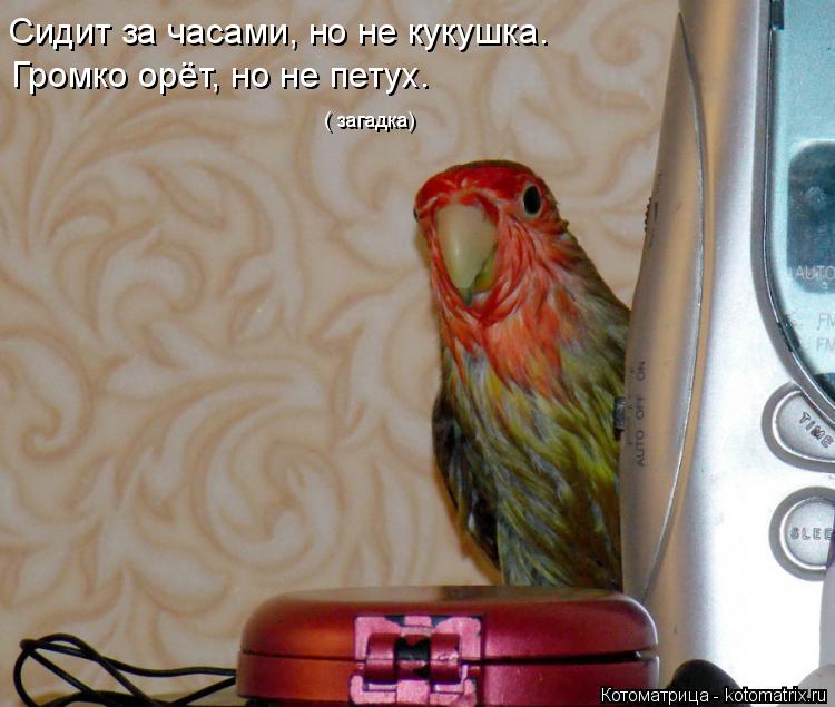 Котоматрица: Сидит за часами, но не кукушка. Громко орёт, но не петух.  ( загадка)