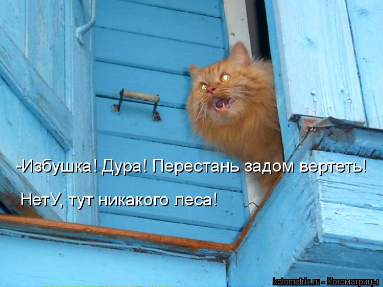 -Избушка! Дура! Перестань задом вертеть! НетУ, тут никакого леса!... Котоматрица: -Избушка! Дура! Перестань задом вертеть! НетУ, тут никакого леса!