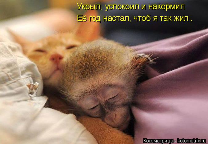 Укрыл, успокоил и накормил Её год настал, чтоб я так жил .... Котоматрица: Укрыл, успокоил и накормил Её год настал, чтоб я так жил .