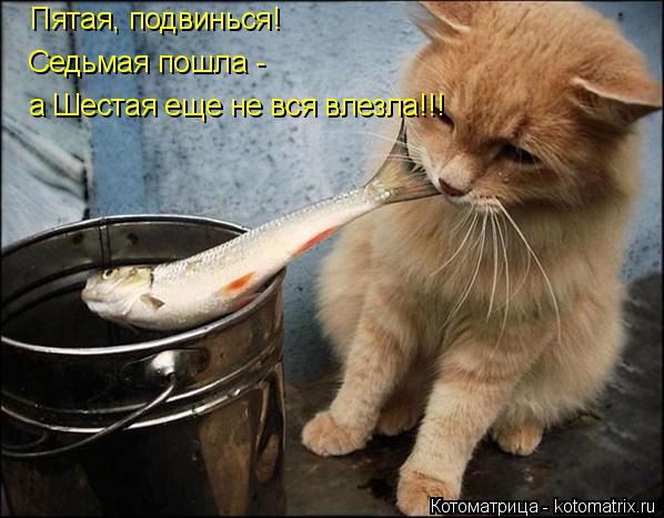 Пятая, подвинься! Седьмая пошла - а Шестая еще не вся влезла!!!... Котоматрица: Пятая, подвинься! Седьмая пошла - а Шестая еще не вся влезла!!!