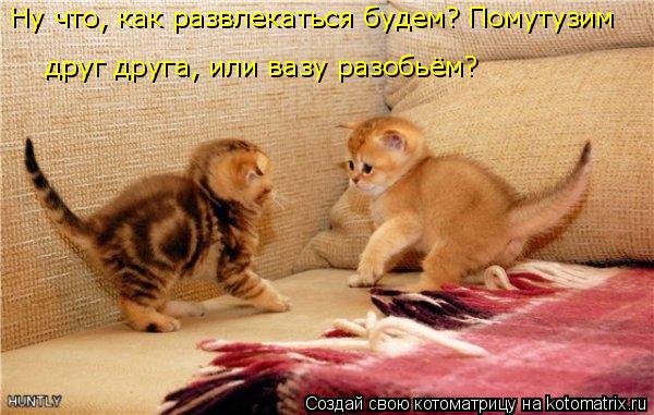 Ну что, как развлекаться будем? Помутузим друг друга, или вазу разобьём?... Котоматрица: Ну что, как развлекаться будем? Помутузим друг друга, или вазу разобьём?