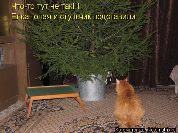Что-то тут не так!!! Елка голая и стульчик подставили...... Котоматрица: Что-то тут не так!!! Елка голая и стульчик подставили...