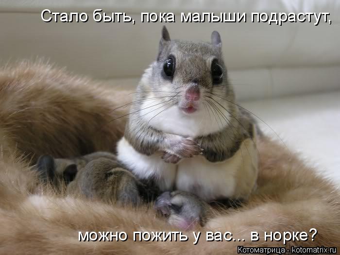 можно пожить у вас... в норке? Стало быть, пока малыши подрастут,... Котоматрица: можно пожить у вас... в норке? Стало быть, пока малыши подрастут,