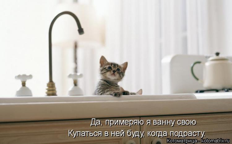 Да, примеряю я ванну свою Купаться в ней буду, когда подрасту.... Котоматрица: Да, примеряю я ванну свою Купаться в ней буду, когда подрасту.
