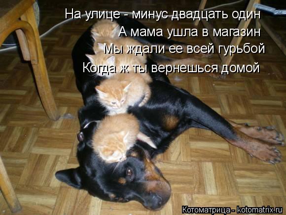 На улице - минус двадцать один А мама ушла в магазин Мы ждали ее всей гурьбой Когда ж ты вернешься до... Котоматрица: На улице - минус двадцать один А мама ушла в магазин Мы ждали ее всей гурьбой Когда ж ты вернешься домой
