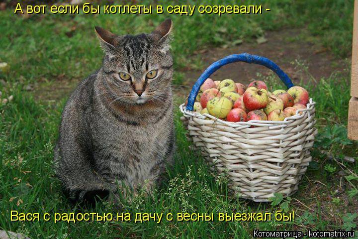 А вот если бы котлеты в саду созревали - Вася с радостью на дачу с весны выезжал бы!... Котоматрица: А вот если бы котлеты в саду созревали - Вася с радостью на дачу с весны выезжал бы!