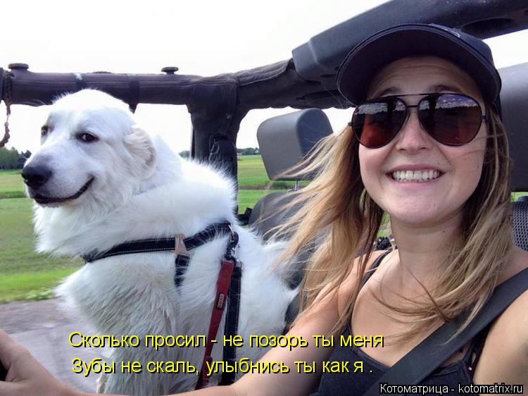 Сколько просил - не позорь ты меня Зубы не скаль, улыбнись ты как я .... Котоматрица: Сколько просил - не позорь ты меня Зубы не скаль, улыбнись ты как я .