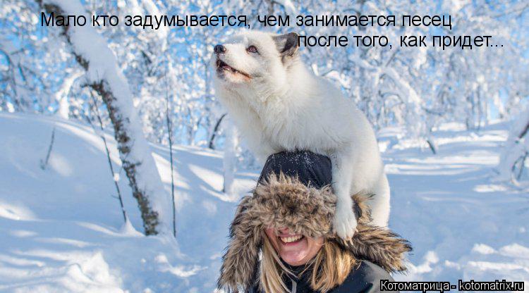 Мало кто задумывается, чем занимается песец после того, как придет...... Котоматрица: Мало кто задумывается, чем занимается песец после того, как придет...