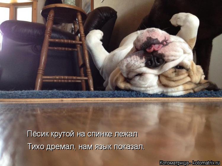 Пёсик крутой на спинке лежал Тихо дремал, нам язык показал.... Котоматрица: Пёсик крутой на спинке лежал Тихо дремал, нам язык показал.