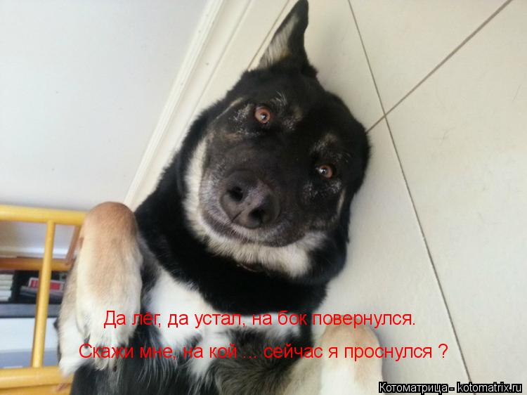 Да лёг, да устал, на бок повернулся. Скажи мне, на кой ... сейчас я проснулся ?... Котоматрица: Да лёг, да устал, на бок повернулся. Скажи мне, на кой ... сейчас я проснулся ?