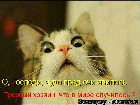 О, Господи, чудо пред очи явилось : Трезвый хозяин, что в мире случилось ?... Котоматрица: О, Господи, чудо пред очи явилось : Трезвый хозяин, что в мире случилось ?