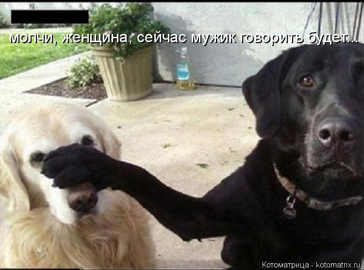 Котоматрица: молчи, женщина, сейчас мужик говорить будет...