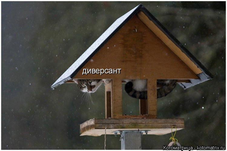 диверсант... Котоматрица: диверсант