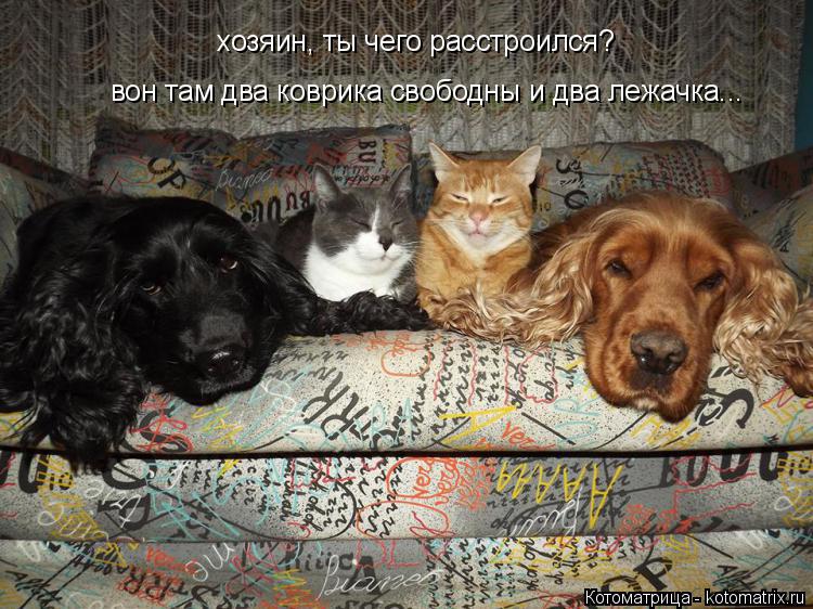 Котоматрица: хозяин, ты чего расстроился? вон там два коврика свободны и два лежачка...