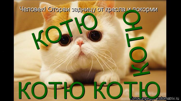 Котоматрица: Человек! Оторви задницу от кресла и покорми КОТЮ КОТЮ КОТЮ КОТЮ