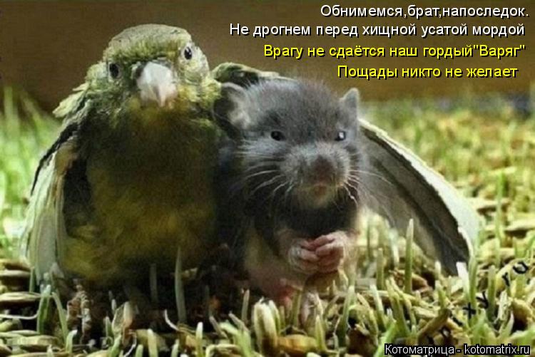 Котоматрица: Обнимемся,брат,напоследок. Не дрогнем перед хищной усатой мордой Врагу не сдаётся наш гордый"Варяг" Пощады никто не желает