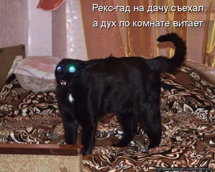 Котоматрица: Рекс-гад на дачу съехал, а дух по комнате витает