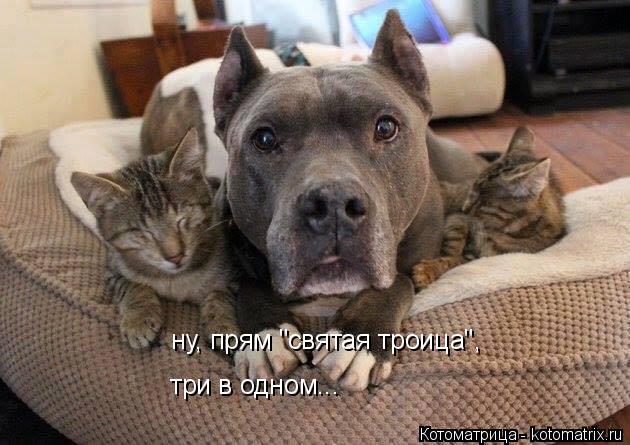 Котоматрица: ну, прям "святая троица", три в одном...