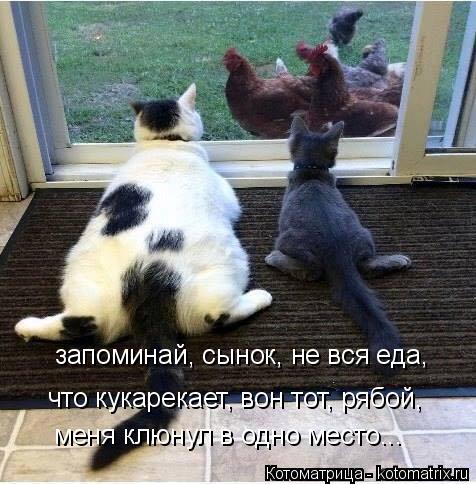 Котоматрица: запоминай, сынок, не вся еда,  что кукарекает, вон тот, рябой,  меня клюнул в одно место...