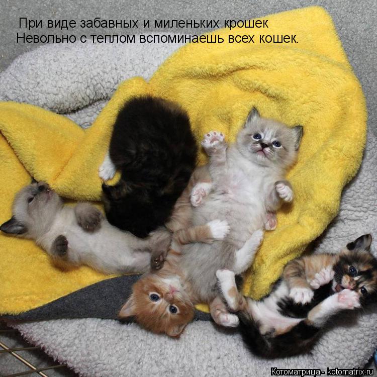 Котоматрица: При виде забавных и миленьких крошек Невольно с теплом вспоминаешь всех кошек.