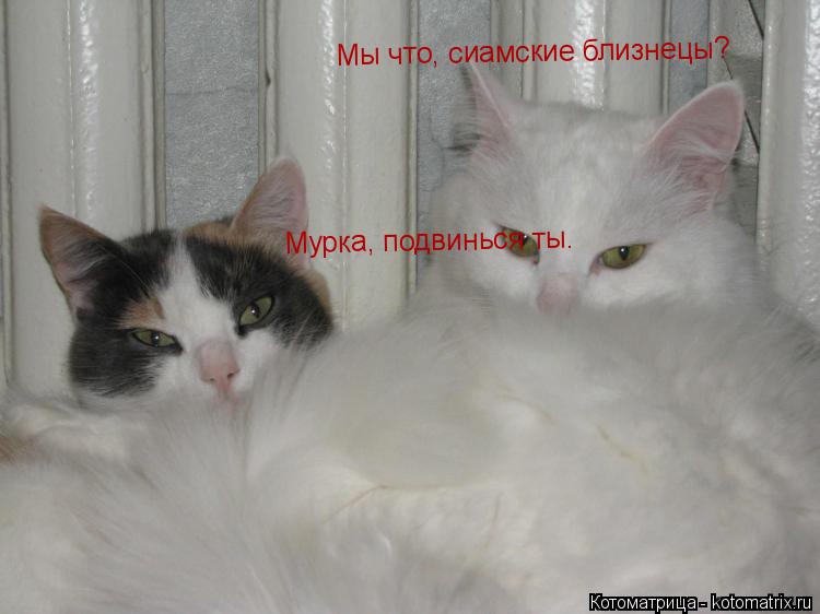 Мы что, сиамские близнецы? Мурка, подвинься ты.... Котоматрица: Мы что, сиамские близнецы? Мурка, подвинься ты.