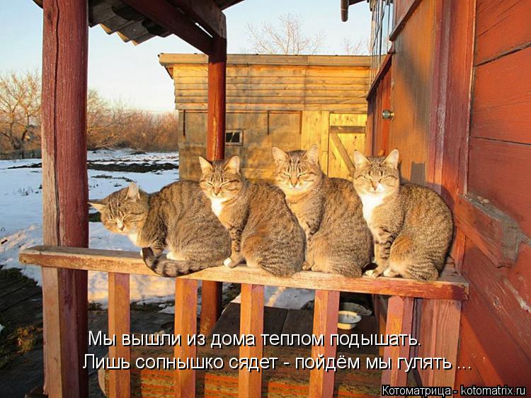 Котоматрица: Мы вышли из дома теплом подышать. Лишь сопнышко сядет - пойдём мы гулять ...