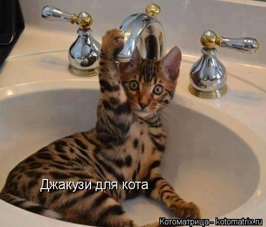 Котоматрица: Джакузи для кота