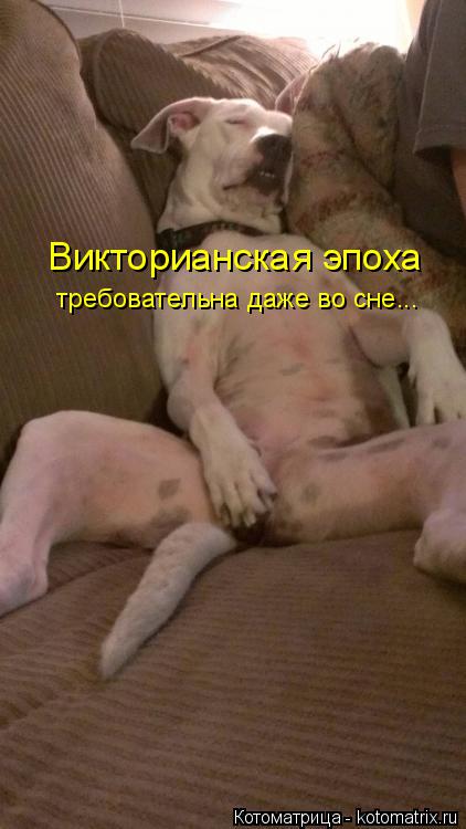Котоматрица: Викторианская эпоха требовательна даже во сне...