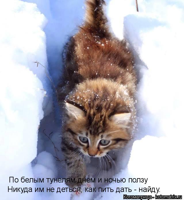 Котоматрица: По белым тунелям днём и ночью ползу Никуда им не деться, как пить дать - найду.