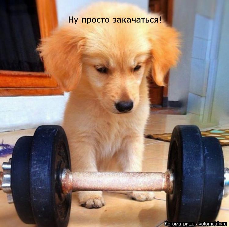 Котоматрица: Ну просто закачаться!