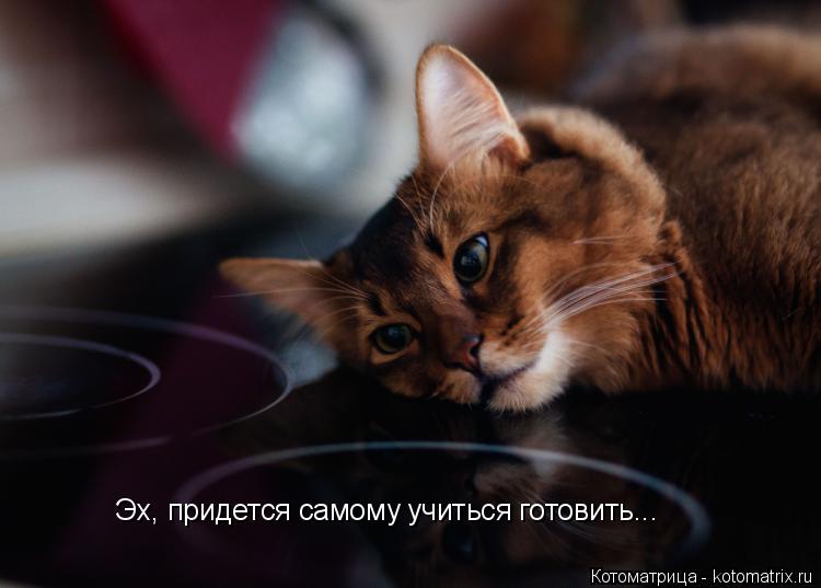 Котоматрица: Эх, придется самому учиться готовить...