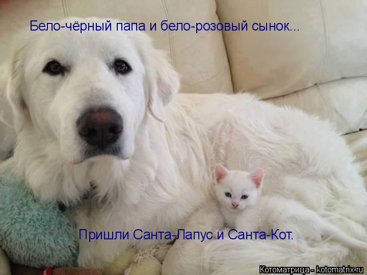 Котоматрица: Бело-чёрный папа и бело-розовый сынок... Пришли Санта-Лапус и Санта-Кот.