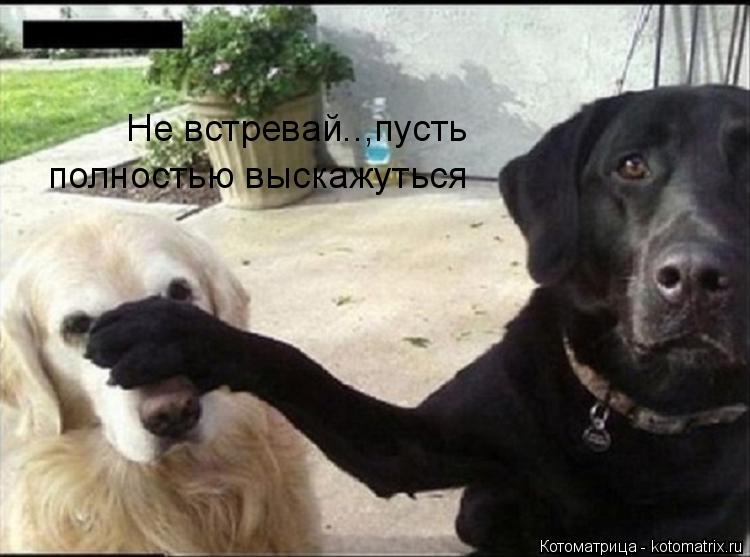 Котоматрица: Не встревай..,пусть полностью выскажуться