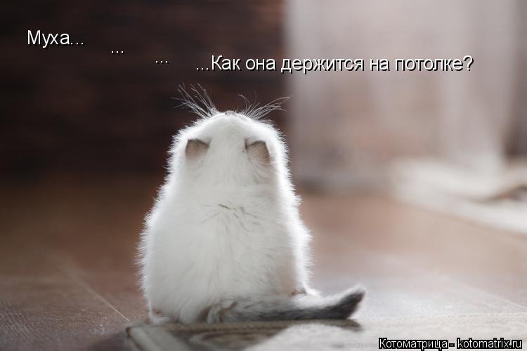 Муха... ...Как она держится на потолке? ... ...... Котоматрица: Муха... ...Как она держится на потолке? ... ...