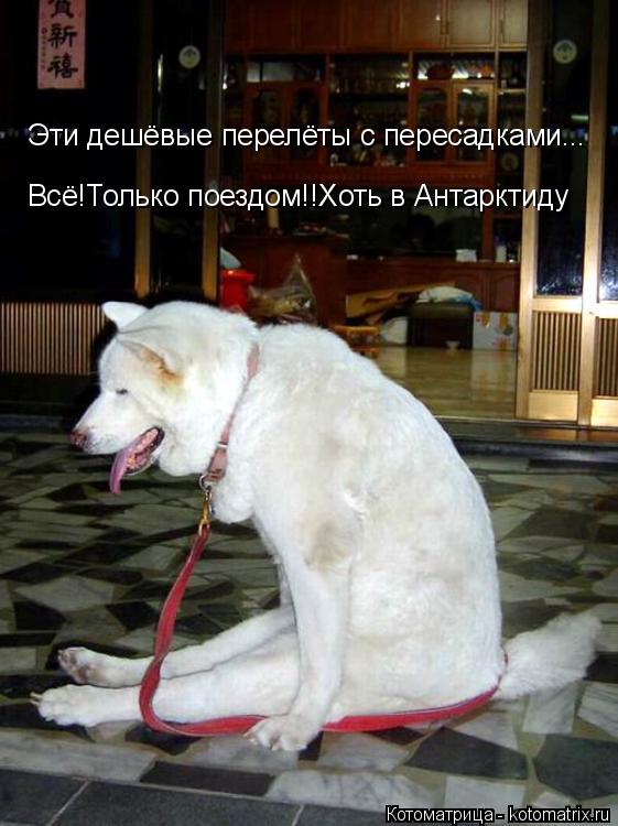 Котоматрица: Эти дешёвые перелёты с пересадками... Всё!Только поездом!!Хоть в Антарктиду