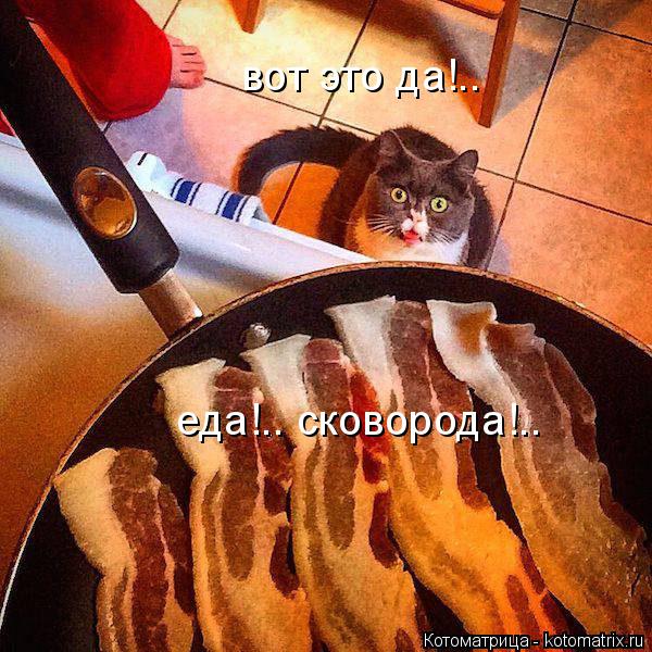вот это да!.. еда!.. сковорода!..... Котоматрица: вот это да!.. еда!.. сковорода!..