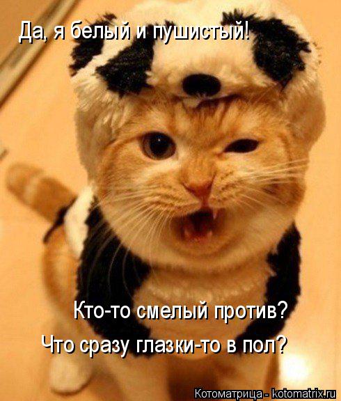Да, я белый и пушистый! Кто-то смелый против? Что сразу глазки-то в пол?... Котоматрица: Да, я белый и пушистый! Кто-то смелый против? Что сразу глазки-то в пол?