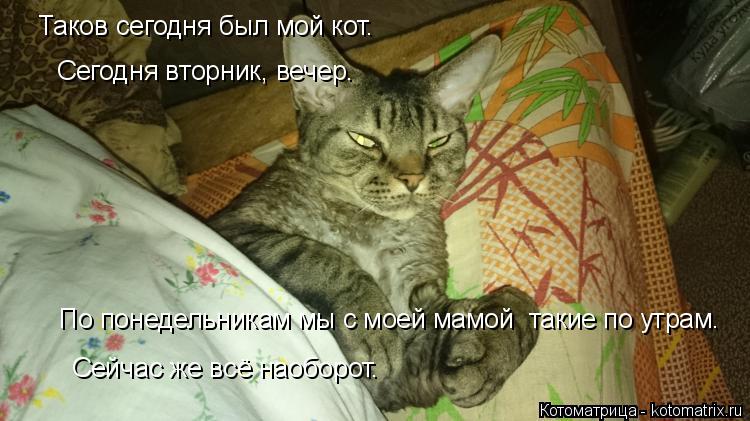Котоматрица: Таков сегодня был мой кот. Сегодня вторник, вечер. По понедельникам мы с моей мамой  такие по утрам. Сейчас же всё наоборот.