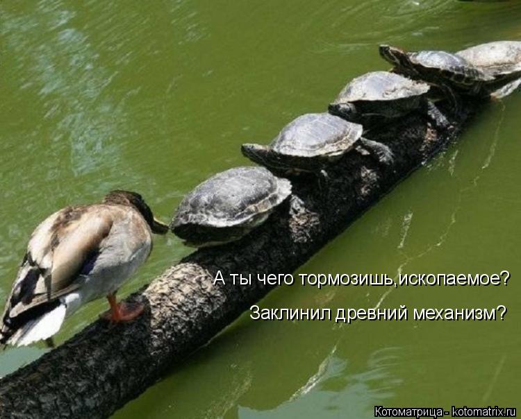 Котоматрица: А ты чего тормозишь,ископаемое? Заклинил древний механизм?