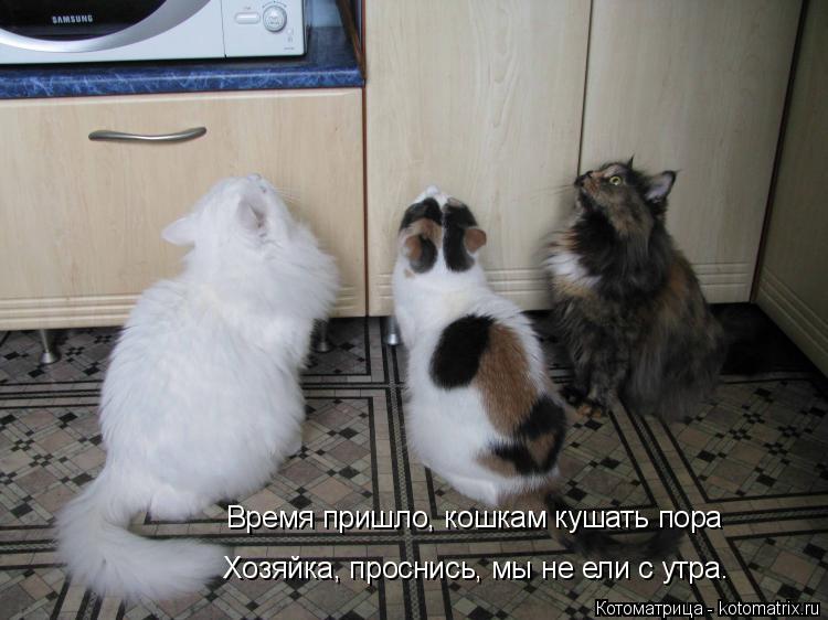 Котоматрица: Время пришло, кошкам кушать пора Хозяйка, проснись, мы не ели с утра.
