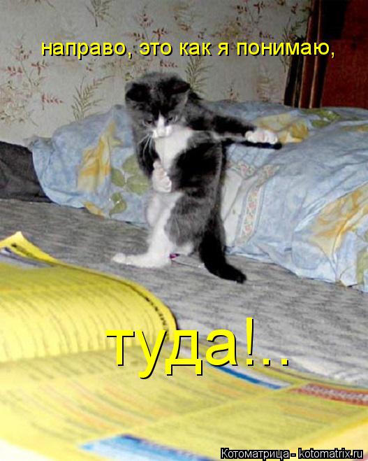 Котоматрица: направо, это как я понимаю, туда!..