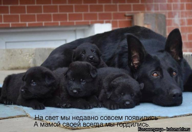 Котоматрица: На свет мы недавно совсем появились А мамой своей всегда мы гордились.