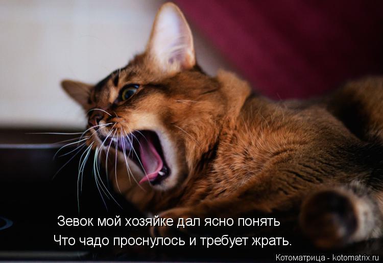 Зевок мой хозяйке дал ясно понять Что чадо проснулось и требует жрать.... Котоматрица: Зевок мой хозяйке дал ясно понять Что чадо проснулось и требует жрать.