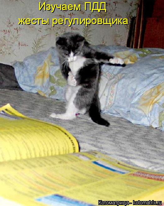 Котоматрица: Изучаем ПДД жесты регулировщика